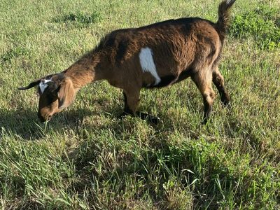 Nubian/Alpine Yearling