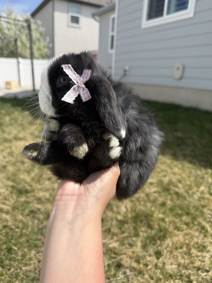 Purebred Holland Lop