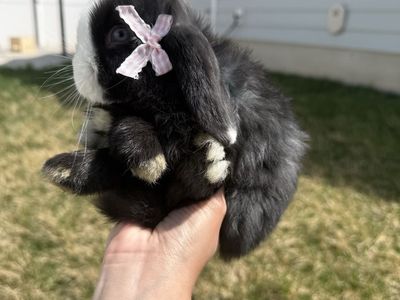 Purebred Holland Lop