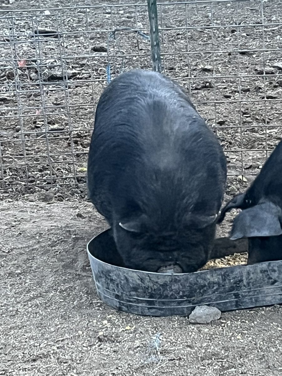 Kunekune boar