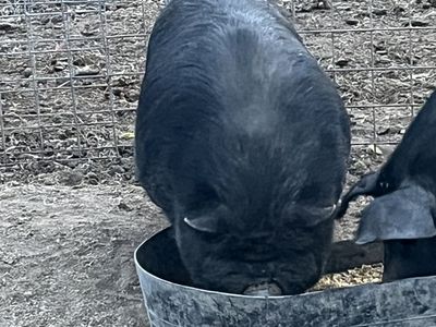 Kunekune boar