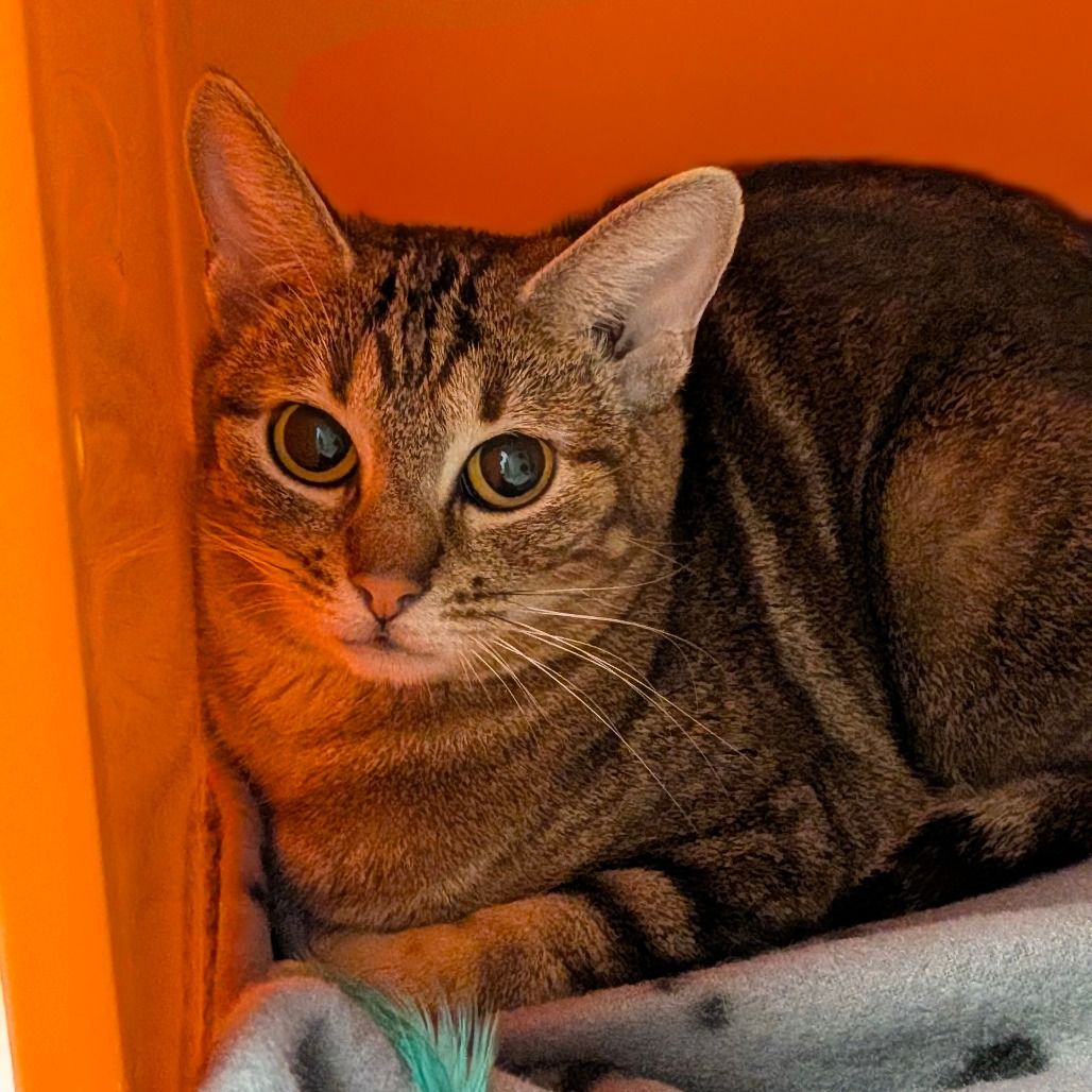 Hello my name is Lily