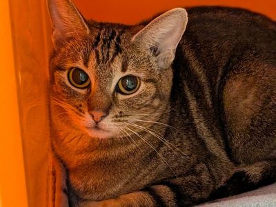 Hello my name is Lily