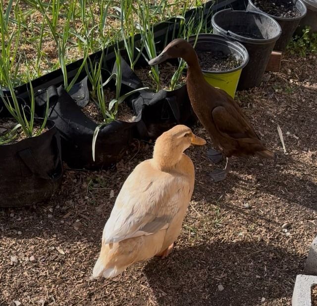 Billie and Evie the Duck Duo