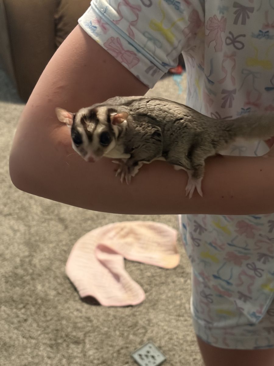 2 Male Sugar Gliders