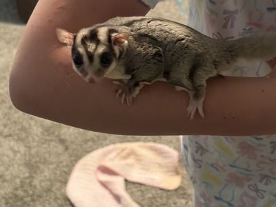 2 Male Sugar Gliders