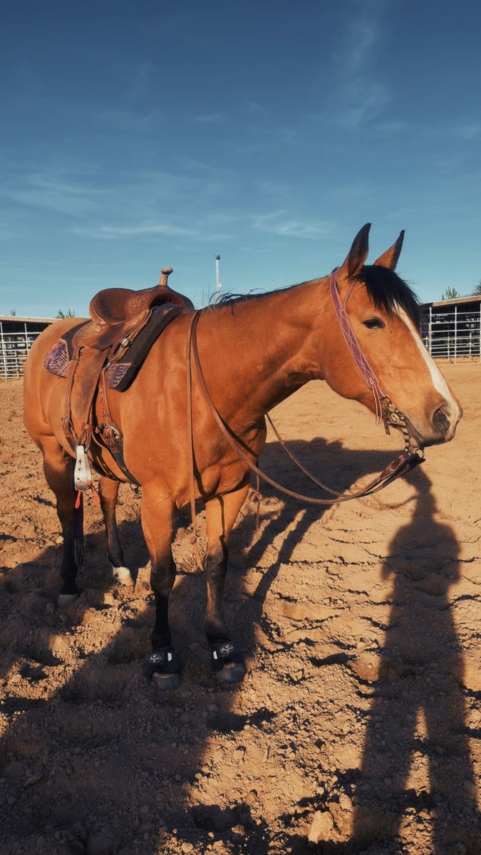 Head/Heel/Goat/Breakaway Horse For Sale