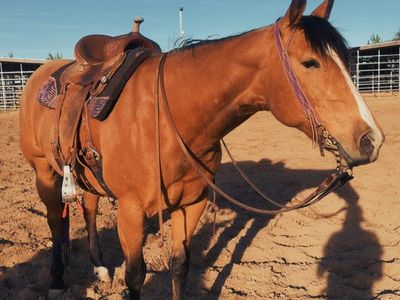 Head/Heel/Goat/Breakaway Horse For Sale