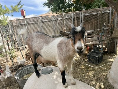 Nigerian Dwarf doe