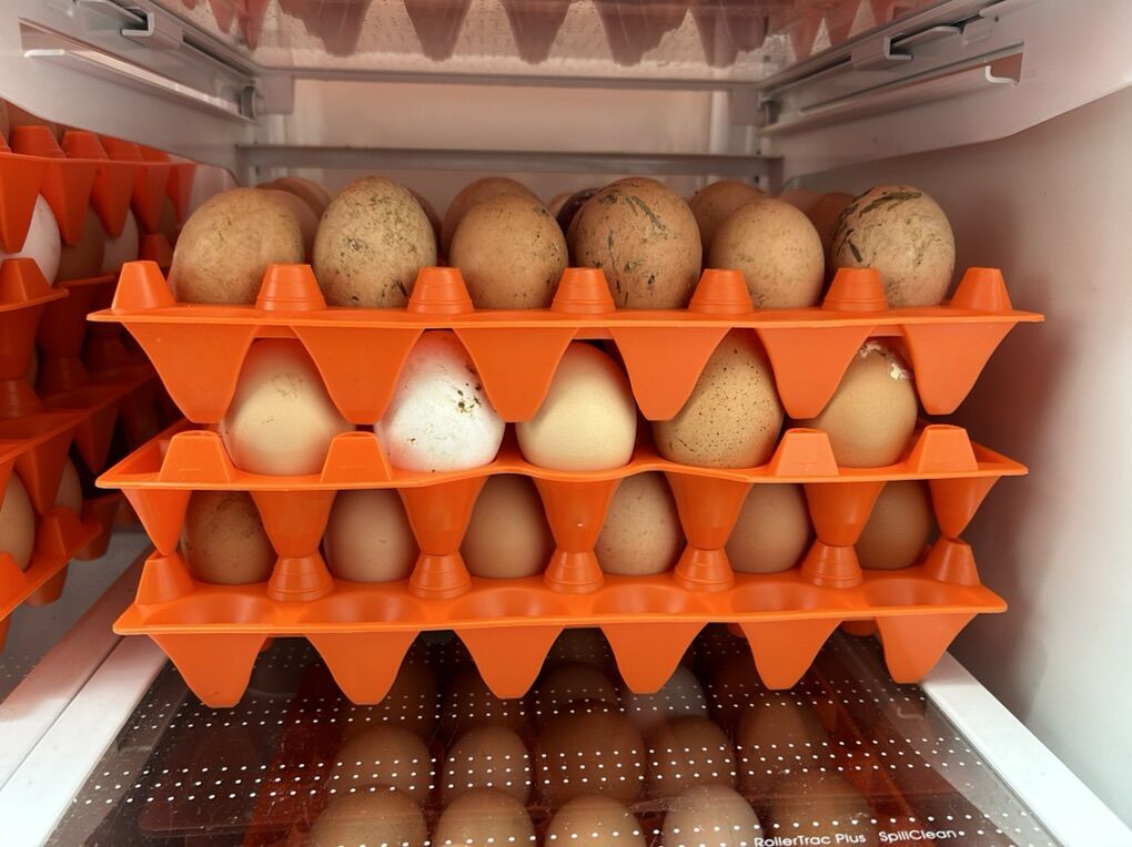 Fresh, Washed Or Unwashed Eggs.