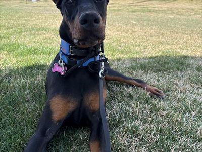Doberman - Imported Trained
