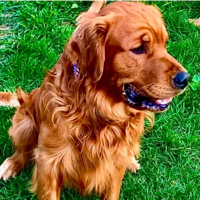 Goldden Retriever Dark Red AKC Stud Service