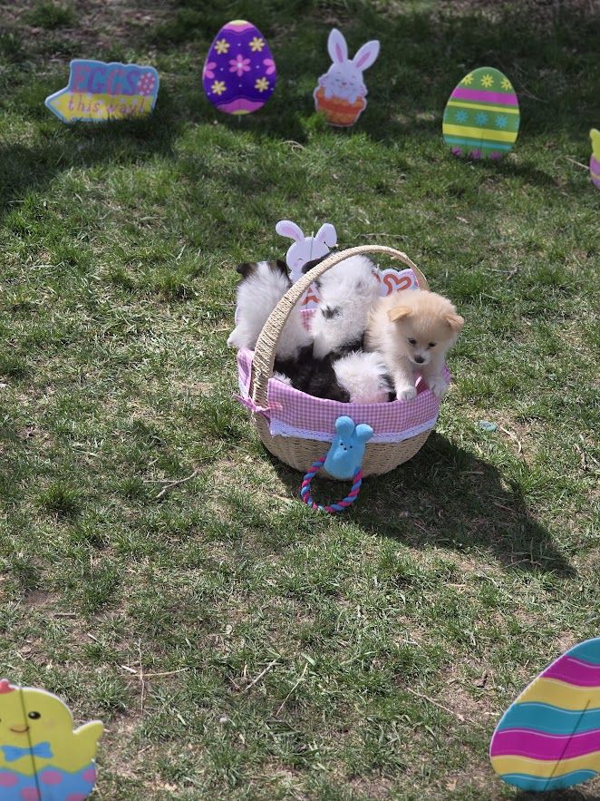 Hybrid 3/4 Pomeranian/ 1/4 Eskimos AKA (Pomimos or Pomskis) Just in Time For Easter