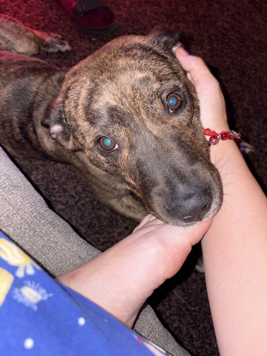 Brindle Pitbull Mix Dog