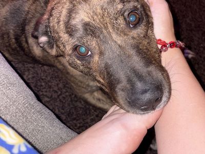 Brindle Pitbull Mix Dog