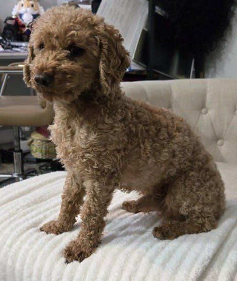 Toy poodle stud service