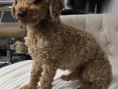 Toy poodle stud service