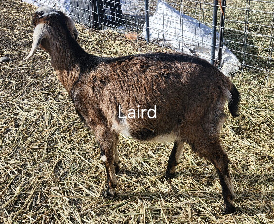 Nubian Goats - Please read