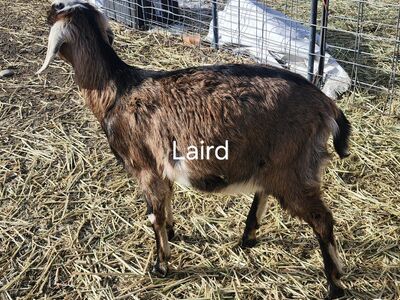 Nubian Goats - Please read