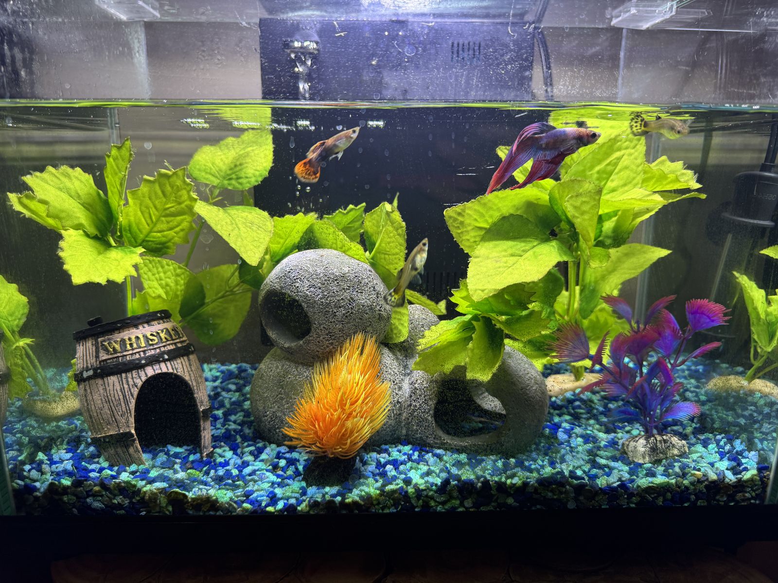 Fish Tank with years worth of Food and Supplies