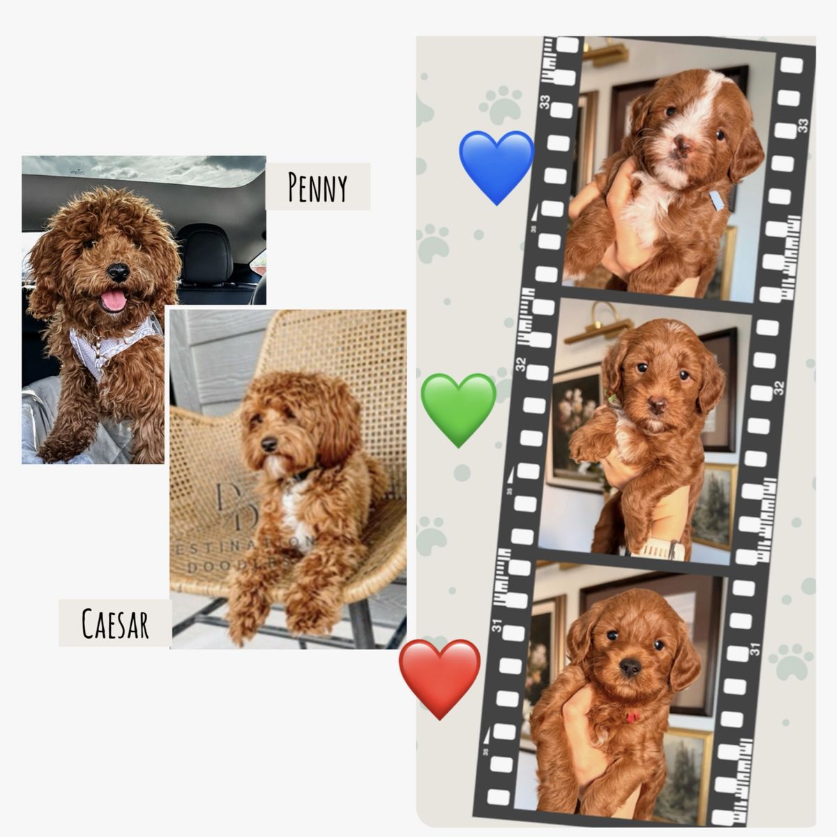 Male Toy Goldendoodles! 7-11lbs full grown. Health tested/OFA tested parents!