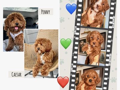 Male Toy Goldendoodles! 7-11lbs full grown. Health tested/OFA tested parents!