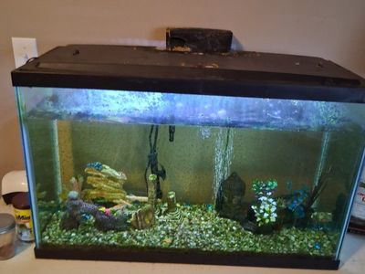 Glass Fish Aquarium Setup with Lid, Light, Filter, Gravel, and Decor