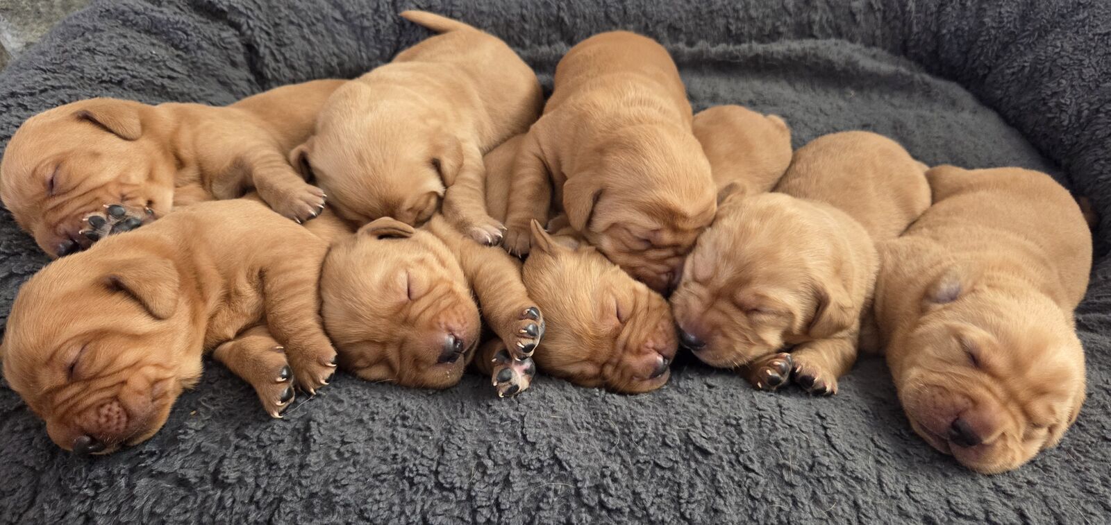 AKC Registered Purebred Fox Red Labrador Puppies