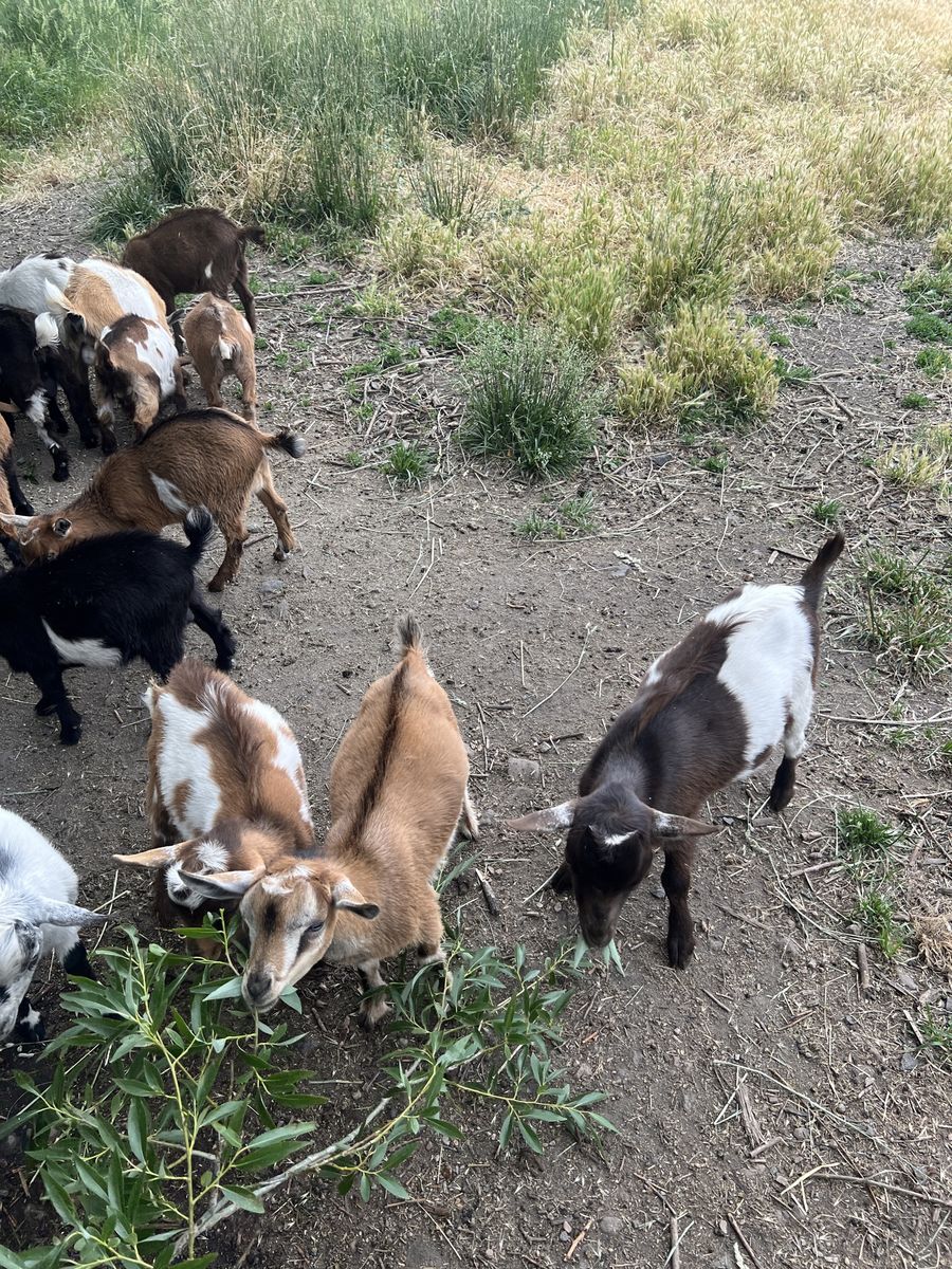 Nigerian Dwarf Goats
