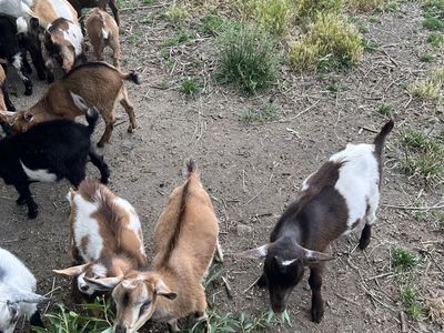 Nigerian Dwarf Goats