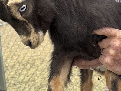 Blue eyed Mini Banded/ neutered Goats 2 bpy babie