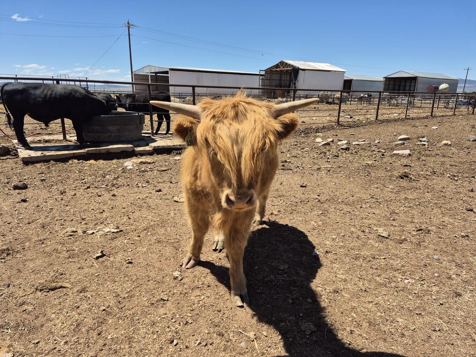 Purebred Highland Bull Yearling