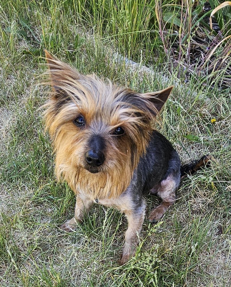 Ralph the Yorkie
