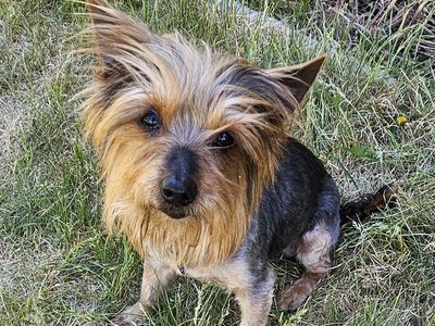 Ralph the Yorkie