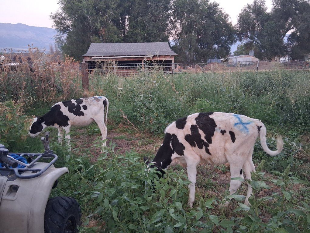 2 weaned holstien heifers about 300lbs each