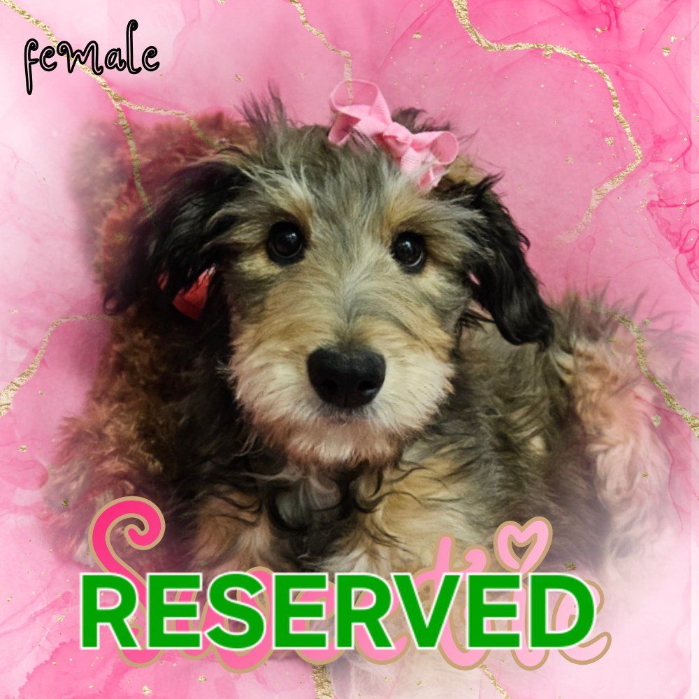 Sweet Little Tripod Puppy! One of a kind!