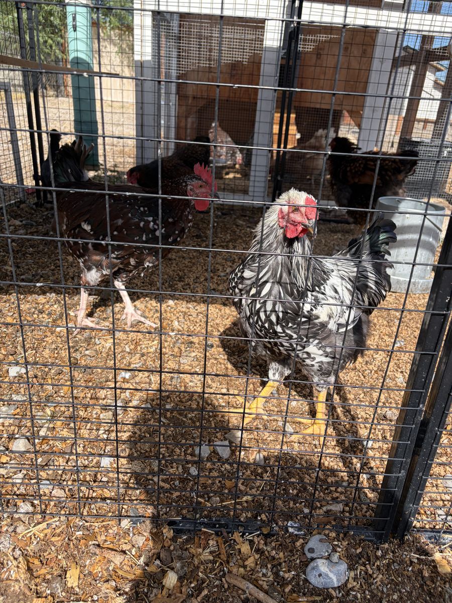Two roosters
