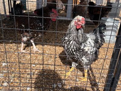 Two roosters