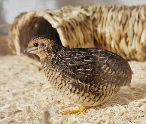 ISO FEMALE button quail