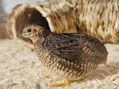 ISO FEMALE button quail