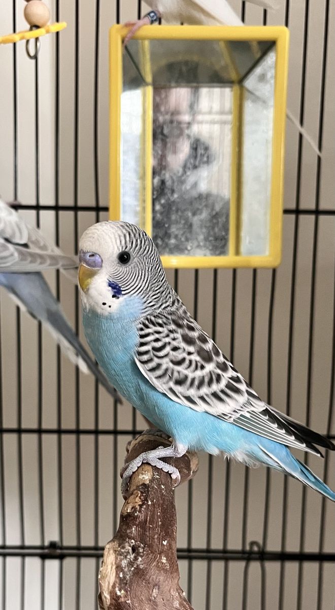 2 Baby birds Parakeet, budgie (brother and sister), 3 Months old , No Cage