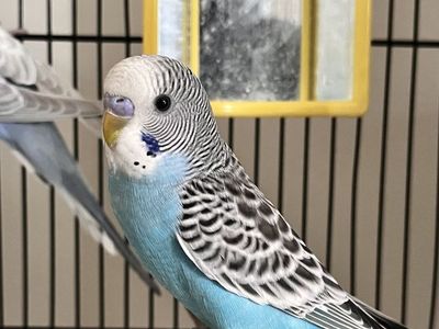 2 Baby birds Parakeet, budgie (brother and sister), 3 Months old , No Cage