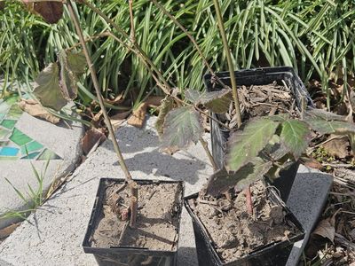 Thornless Blackberry plants