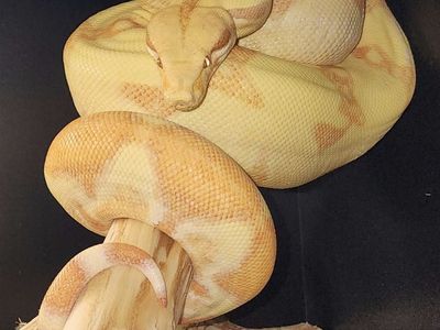 Amazing Boa Project!