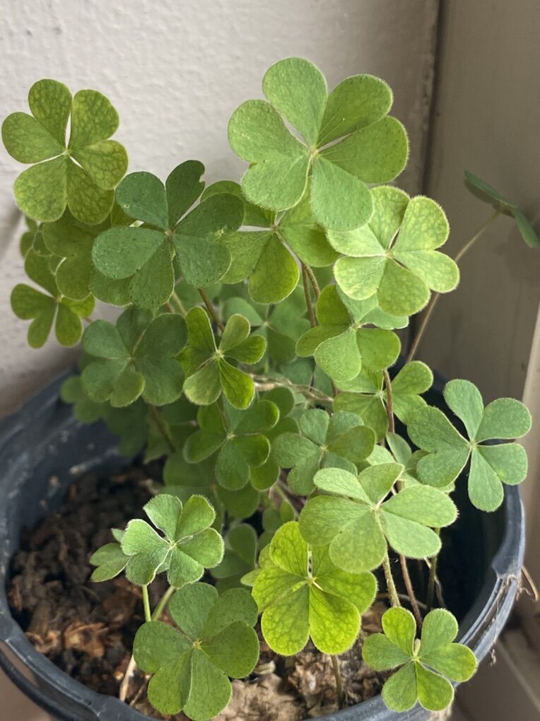 Oxalis Green Shamrock