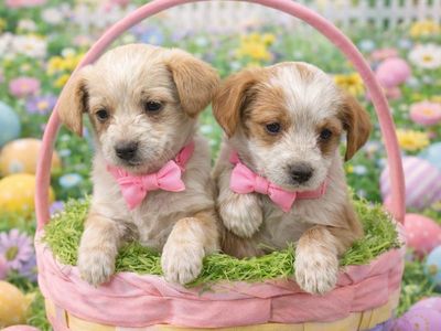 Maltipoo Girls Ready just In Time For Easter!