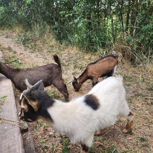 Nigerian Dwarf Goats