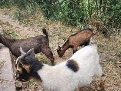 Nigerian Dwarf Goats