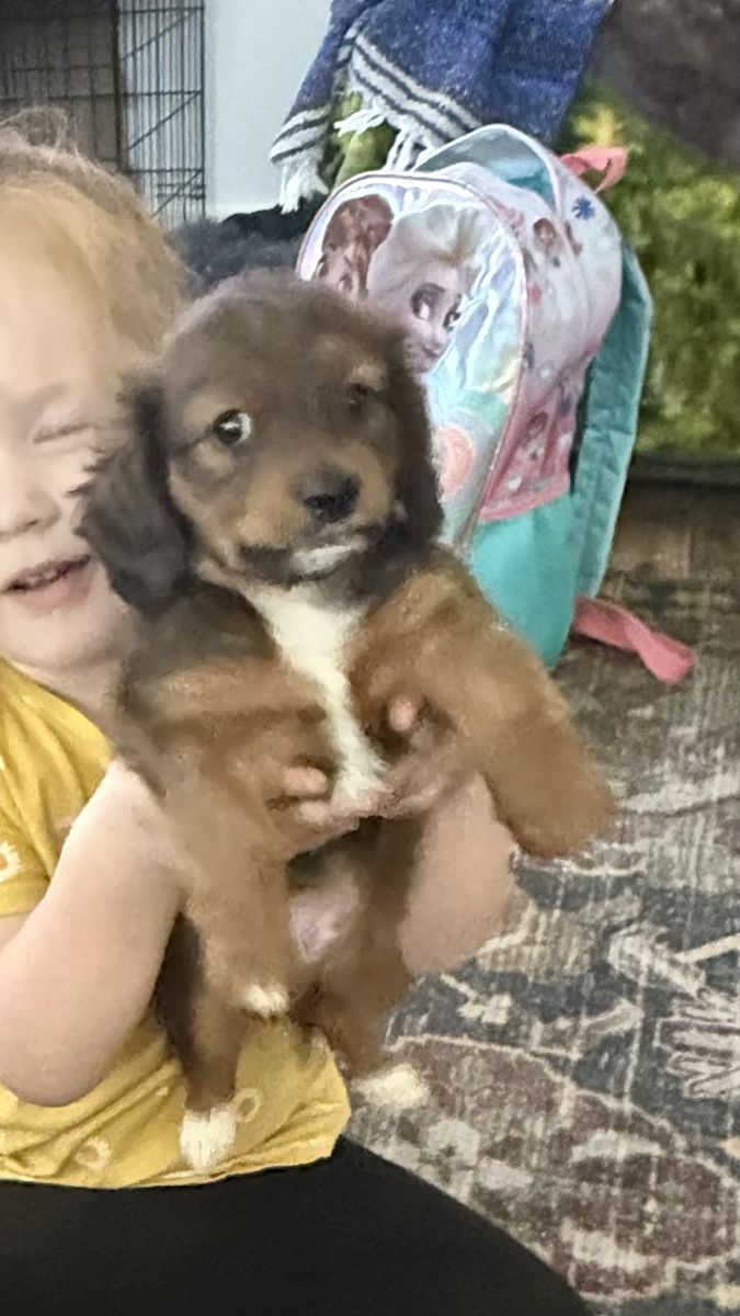 Purebred Mini Dachshund long haired puppy