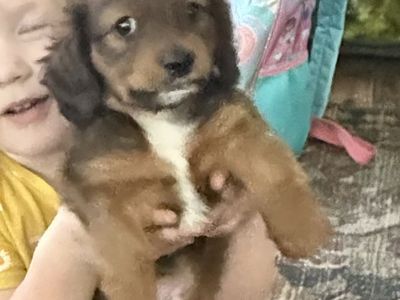 Purebred Mini Dachshund long haired puppy